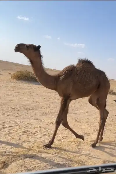 العشرا ام البكره الكفو index