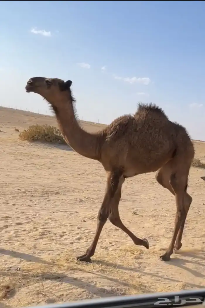 العشرا ام البكره الكفو 4