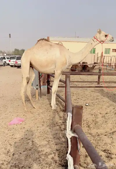 للبيع لقيه ضغط عالي 0