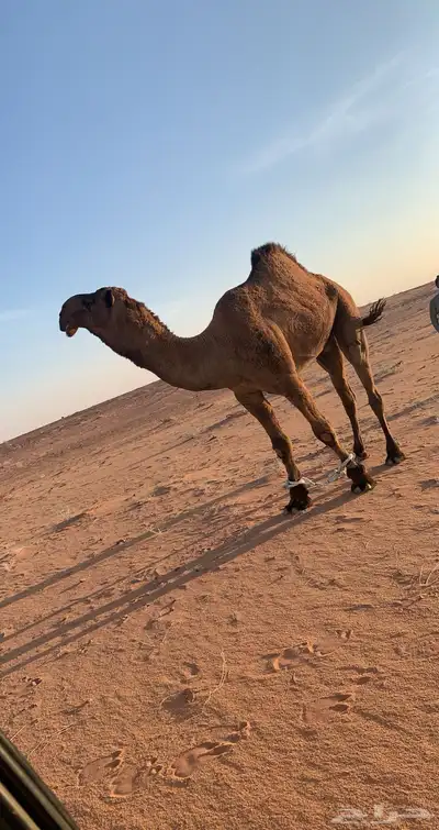 فحل اصفر منتج index