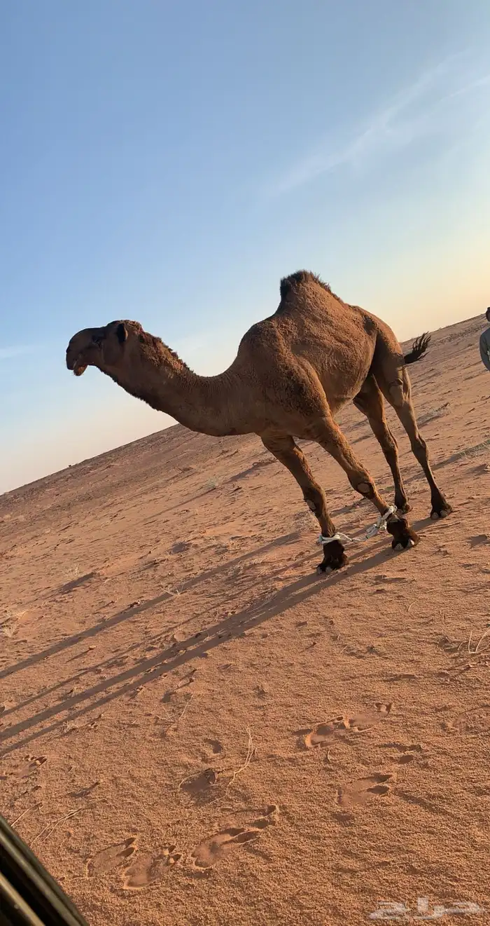 فحل اصفر منتج 0