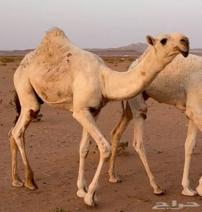 قعود أوضح كفو منتج نوادر 0