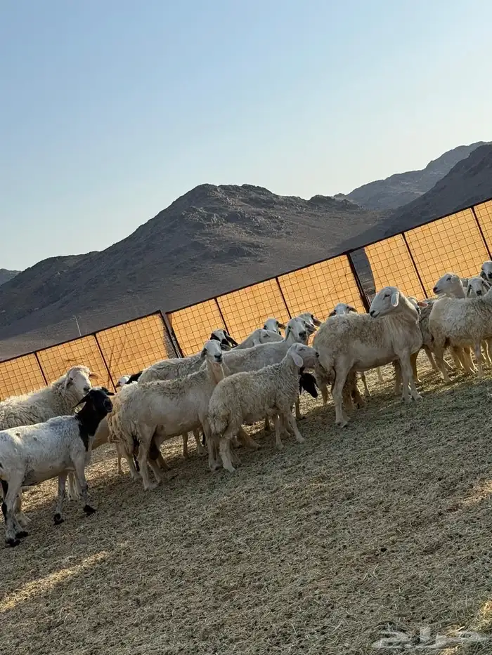 غنم حريات طيبه 7