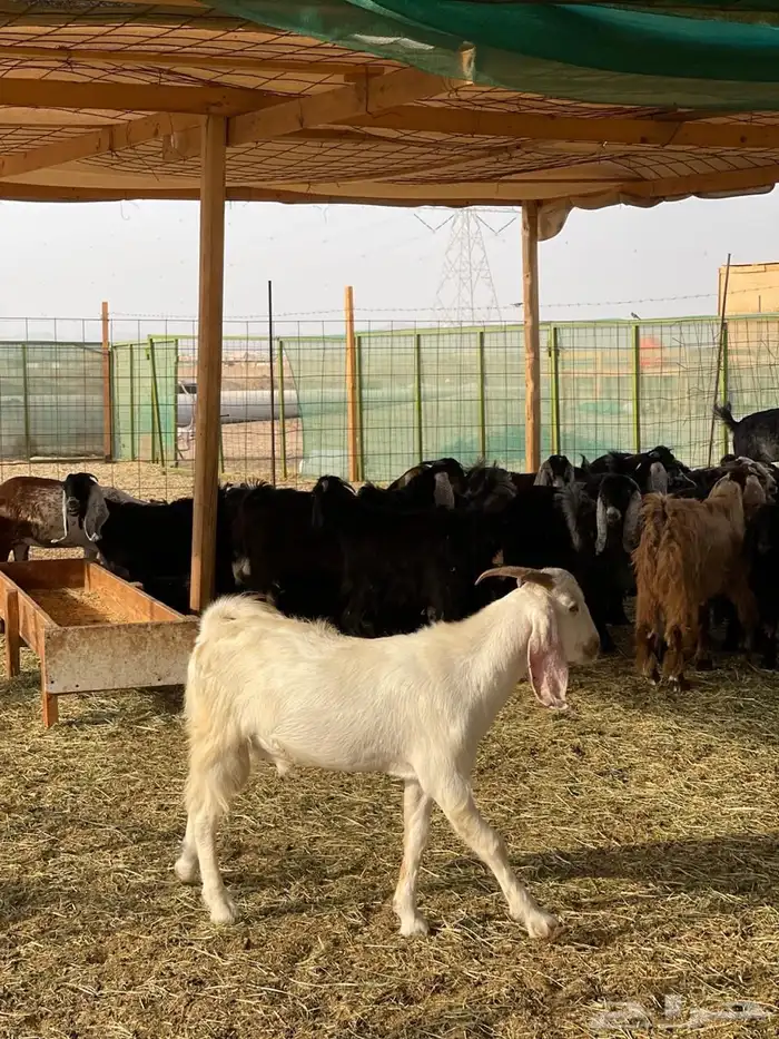 طليان وتيوس طازجه و حاشي طيبات حريات ذبائح عوارض مع التوصيل 4