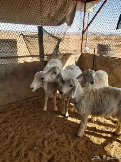 حريات للبيع 0