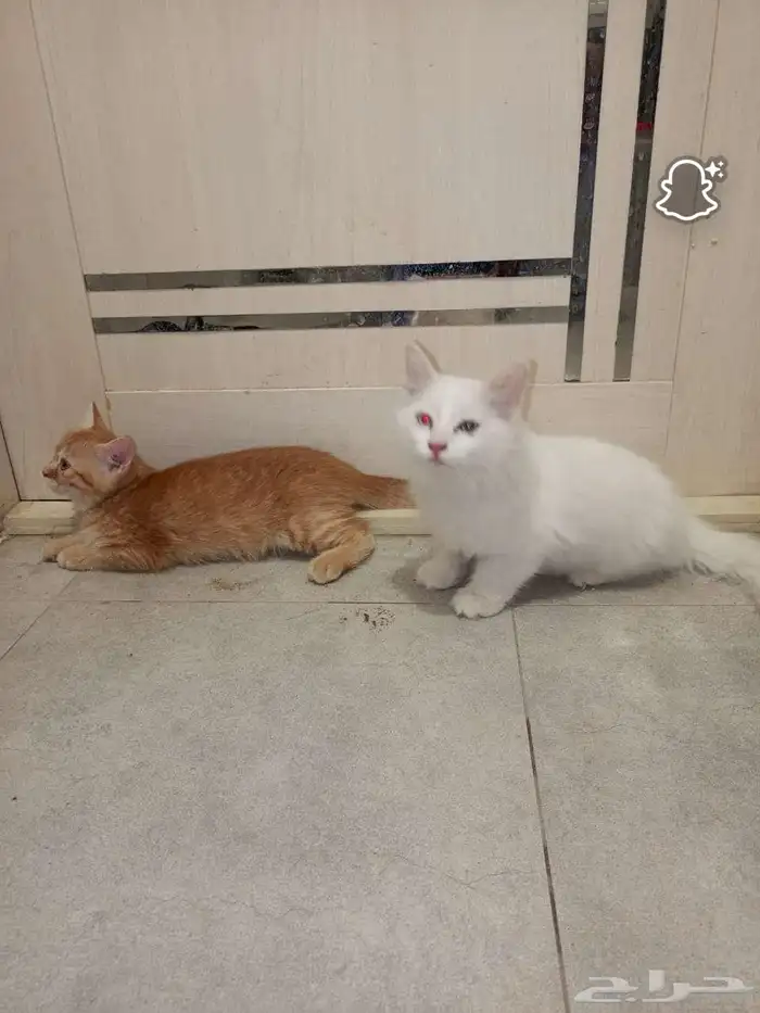 قطه للبيع 3