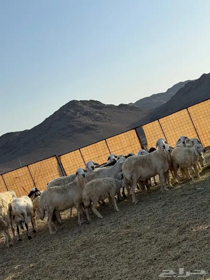 غنم حريات طيبه 1