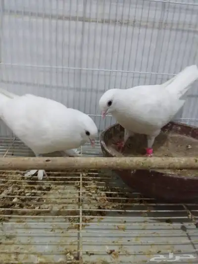 جوز صنعاني منتج 0