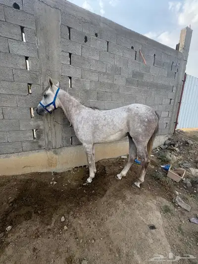 حصان شعبي العمر 3 سنوات و3 شهور index