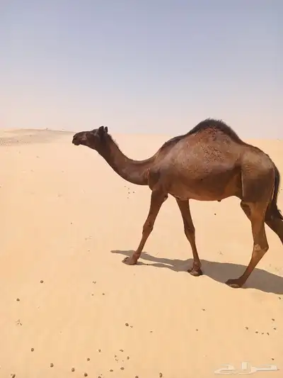 للبيع حاشي شحم ولحم عمره قريب 9 شهور index