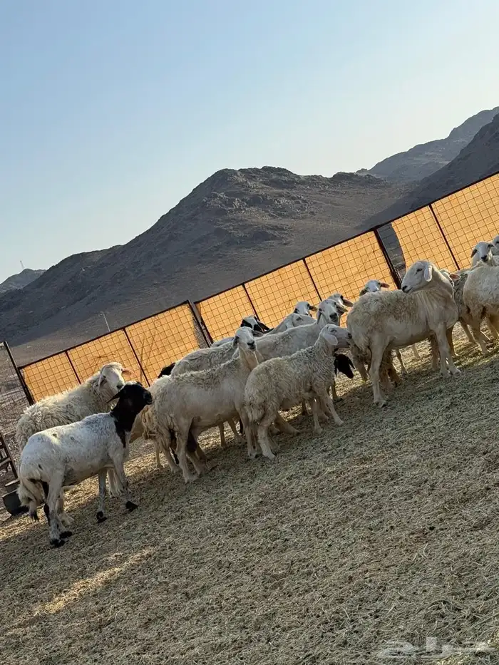 غنم حريات طيبه 4