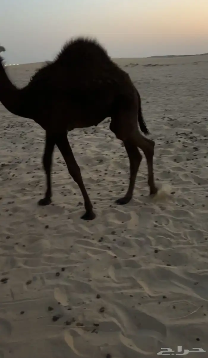 حوار فل الفل طايش مجهم 1