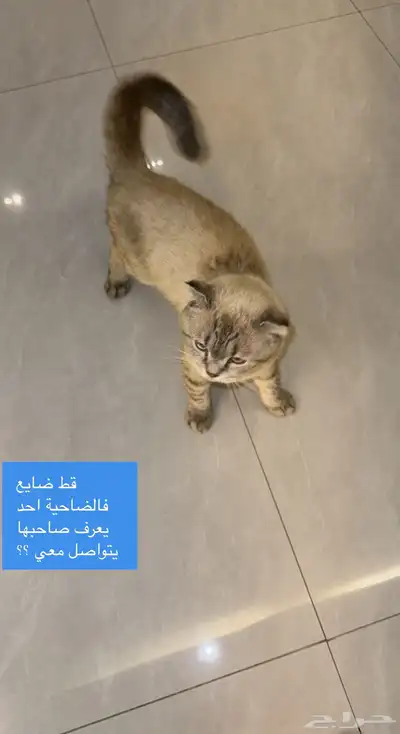 قطه 0