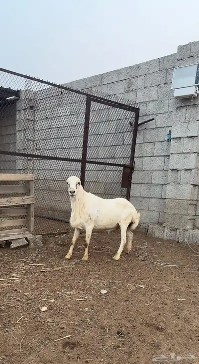 فحل فاخر index