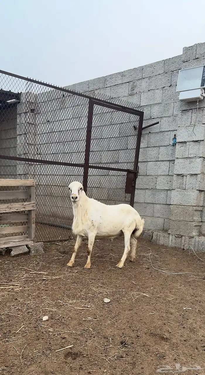 فحل فاخر 1