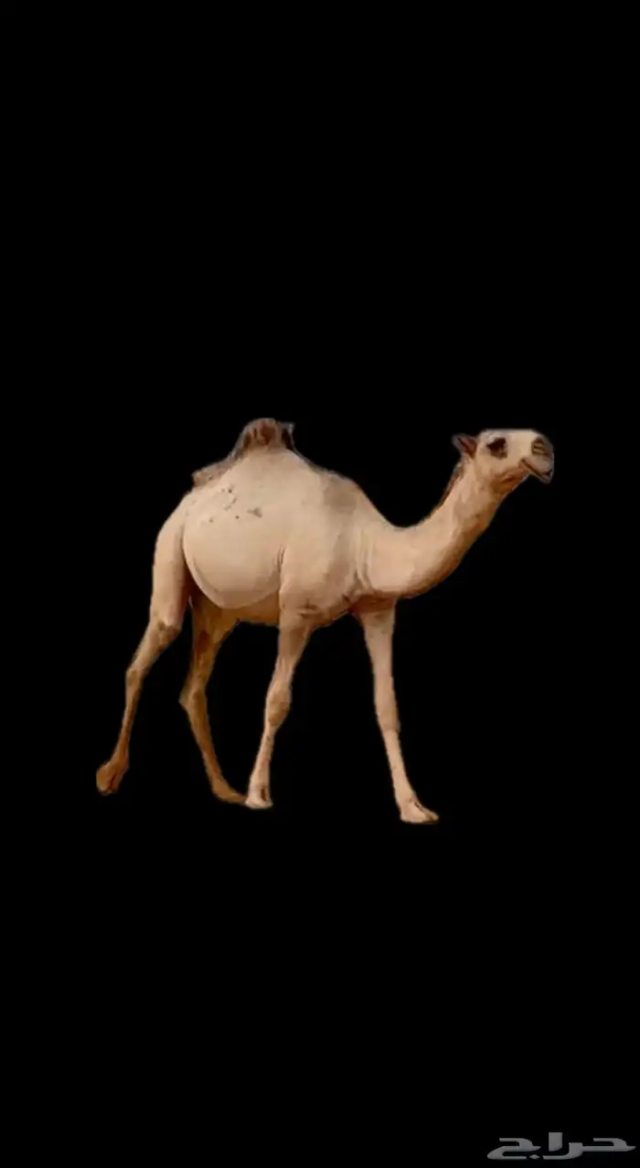بكره شقحى 0