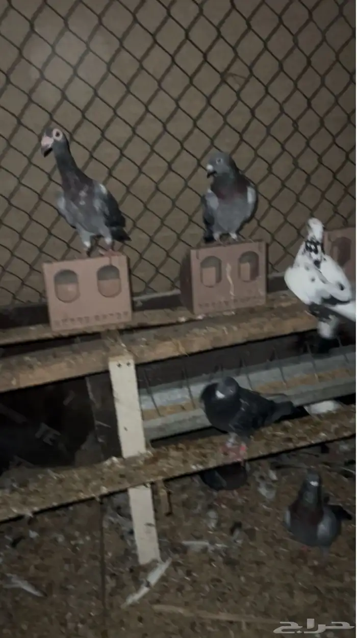 حمام للبيع 0