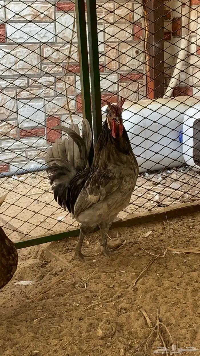 ديك ودجاجه حباحب 0