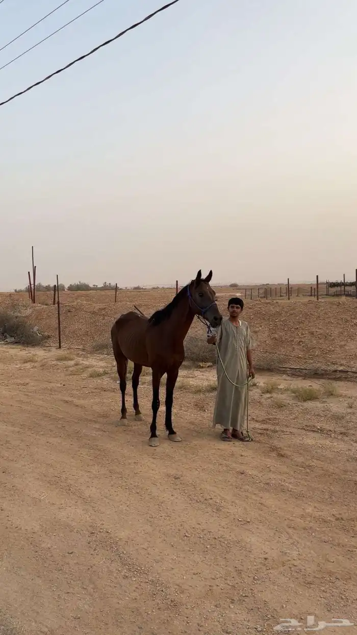 السلام عليكم. عندي عرض حصان شعبي 0