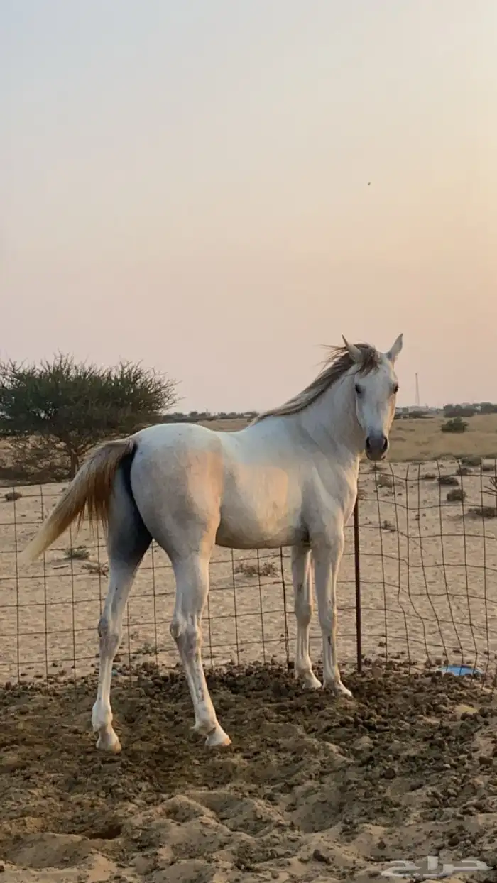 خيل شعبي للبيع العمر 4 السلامه شرط الخيل حار الموقع بيش 3