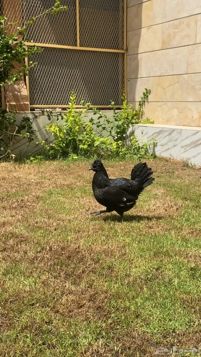 ديك ودجاجه حباحب 1
