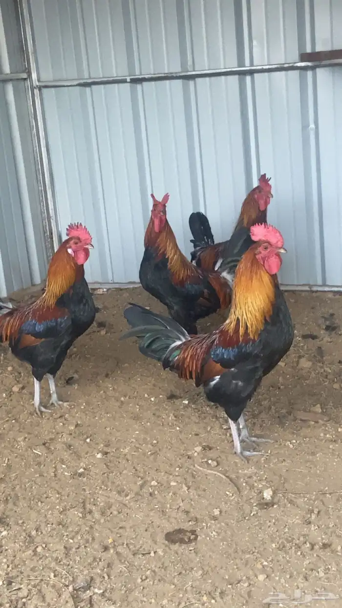 عدد 7 ديوك عربي دم صافي سيافي وتاج سلاله نادره 0