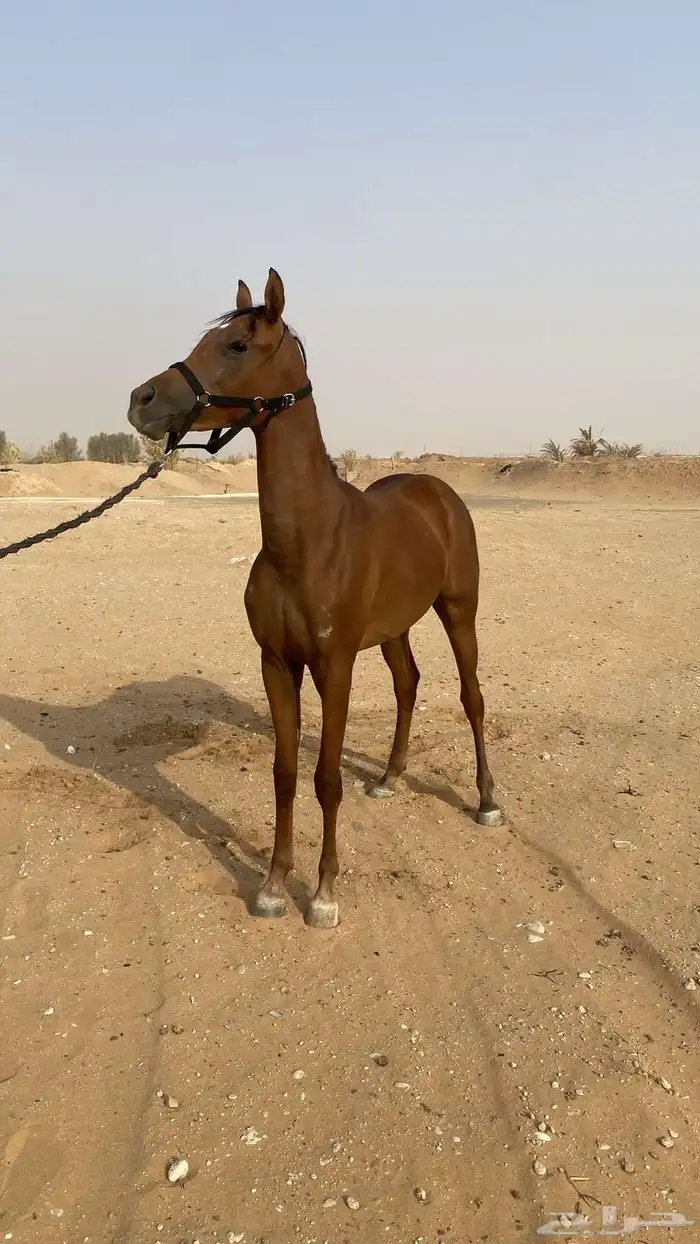 مهر شعبي مستقبل كفو 0