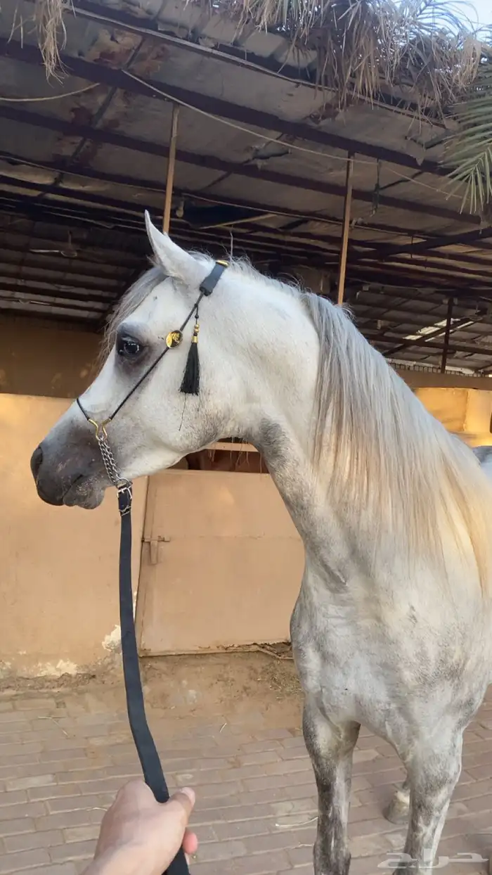 حصان واهو شيخ 0