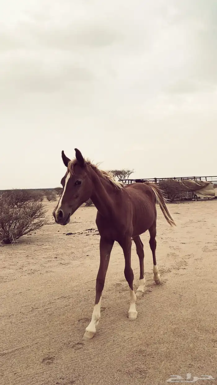 للبيع حصان. العمر تقريب سنه وشهرين 1