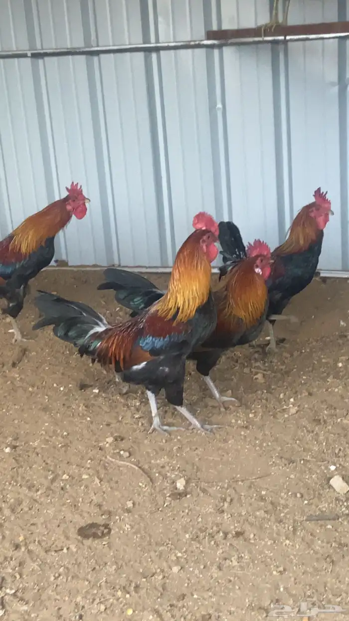 عدد 7 ديوك عربي دم صافي سيافي وتاج سلاله نادره 1