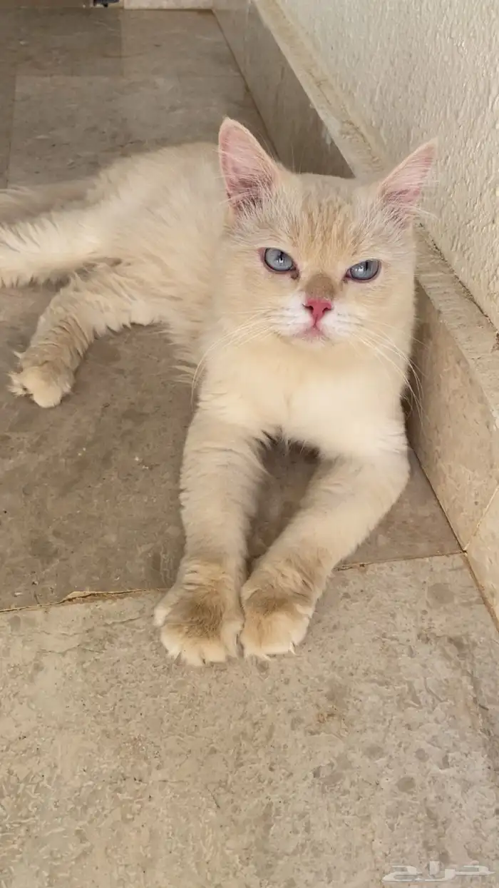 لتبني 0