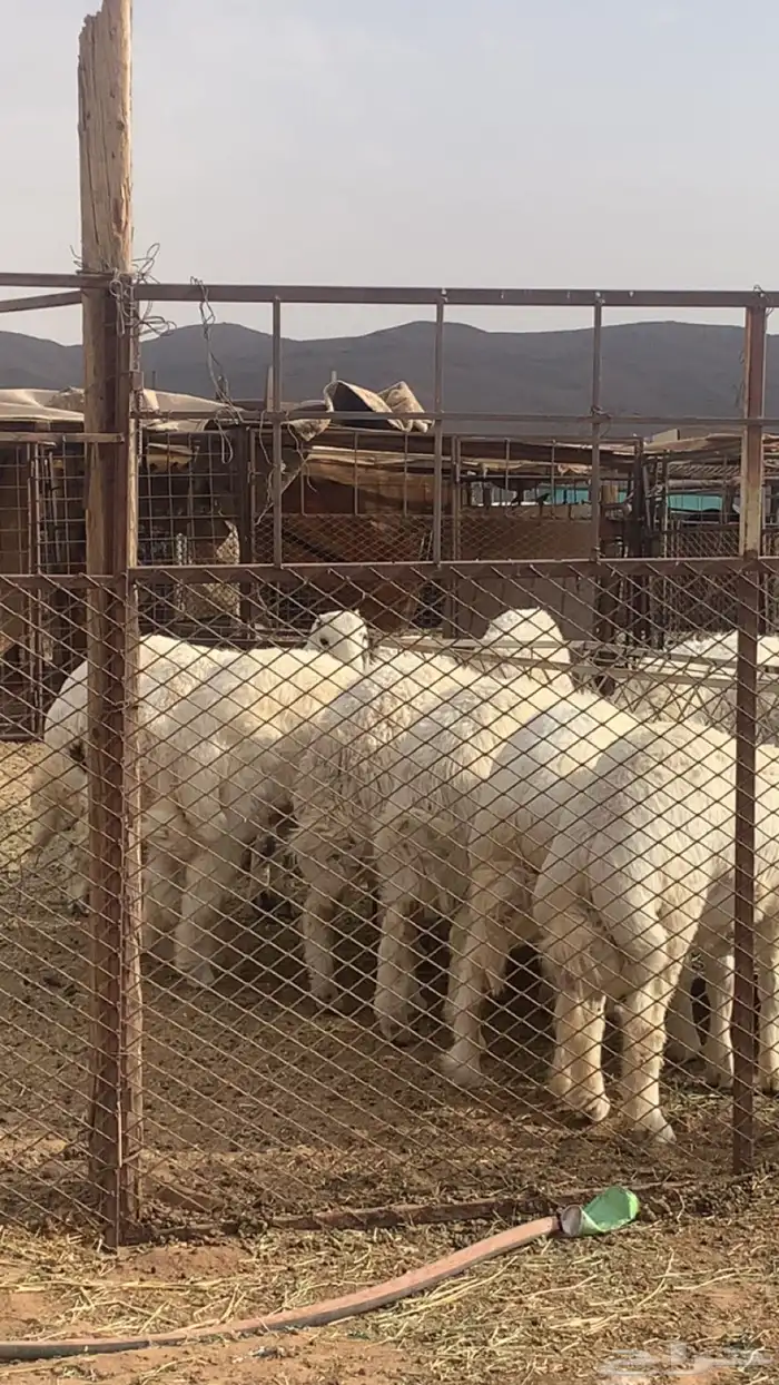 طليان جبرة تمايم ومناسبات 1