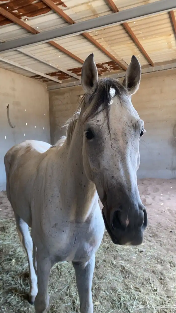 خيل اصفر حار 0