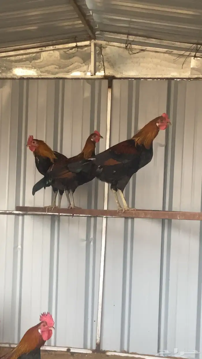 عدد 7 ديوك عربي دم صافي سيافي وتاج سلاله نادره 3