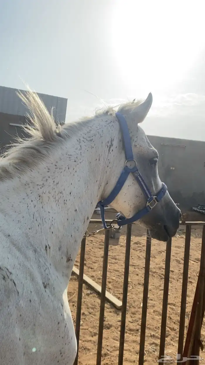خيل اصفر حار 1