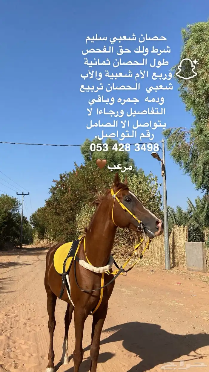 حصان شعبي شيخ 0