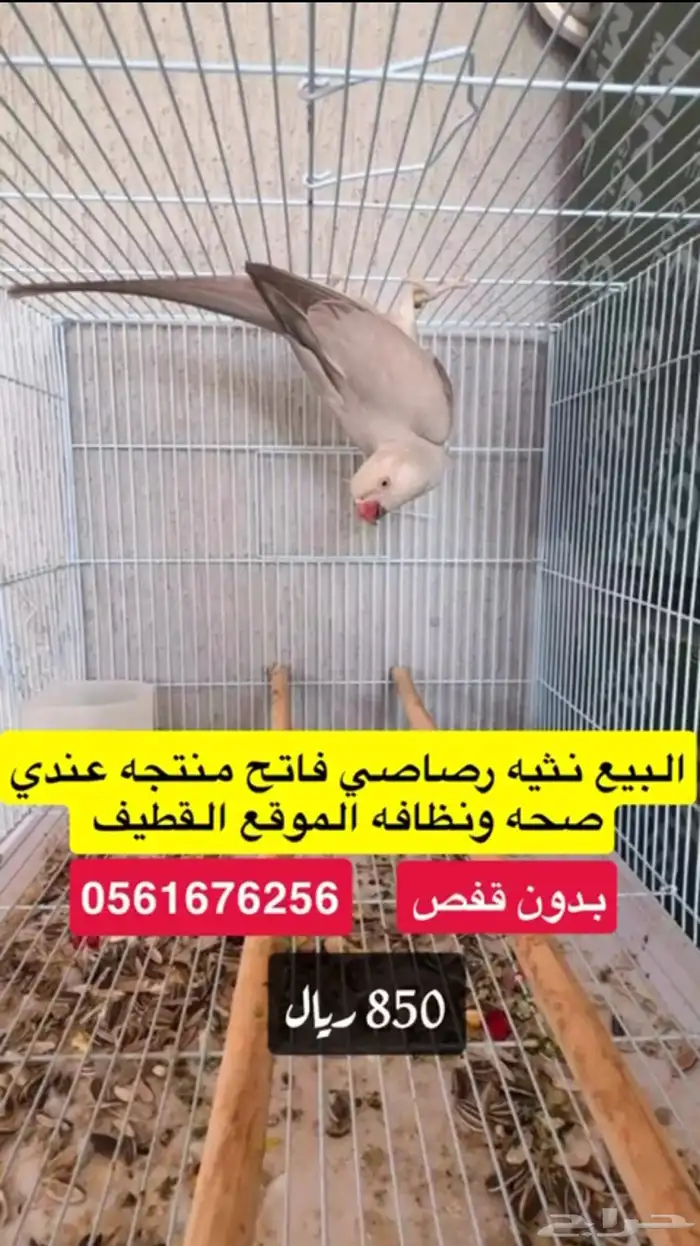 انثى دره رصاصي 0