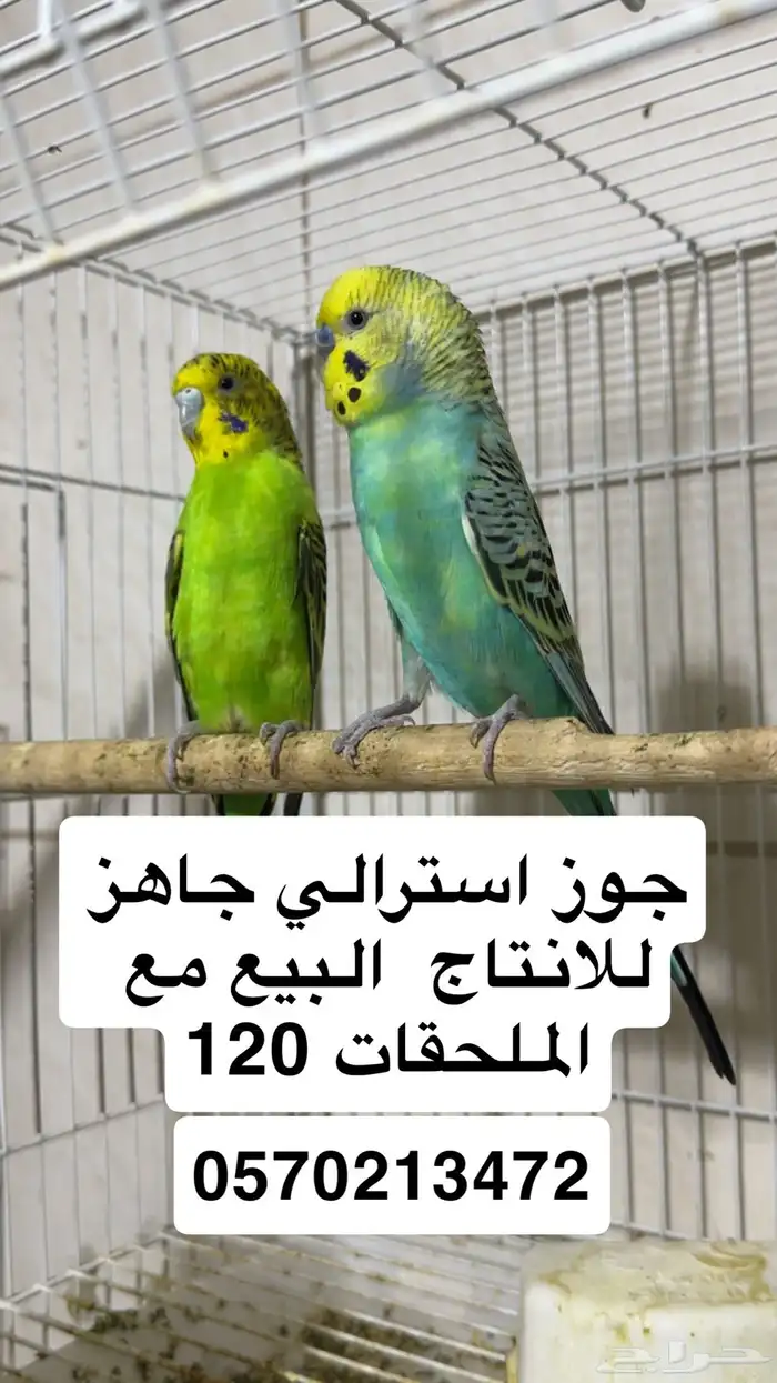جوز طير حب استرالي 0