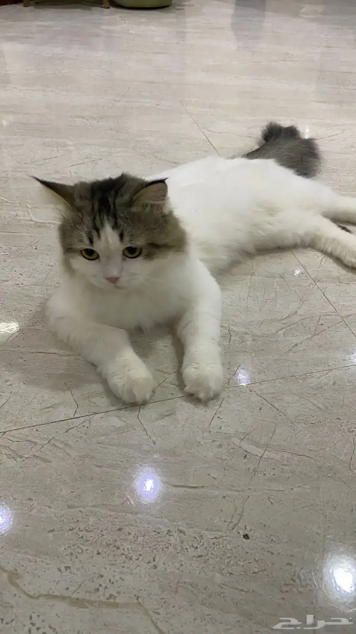 قط ذكر لتبني معقم 1