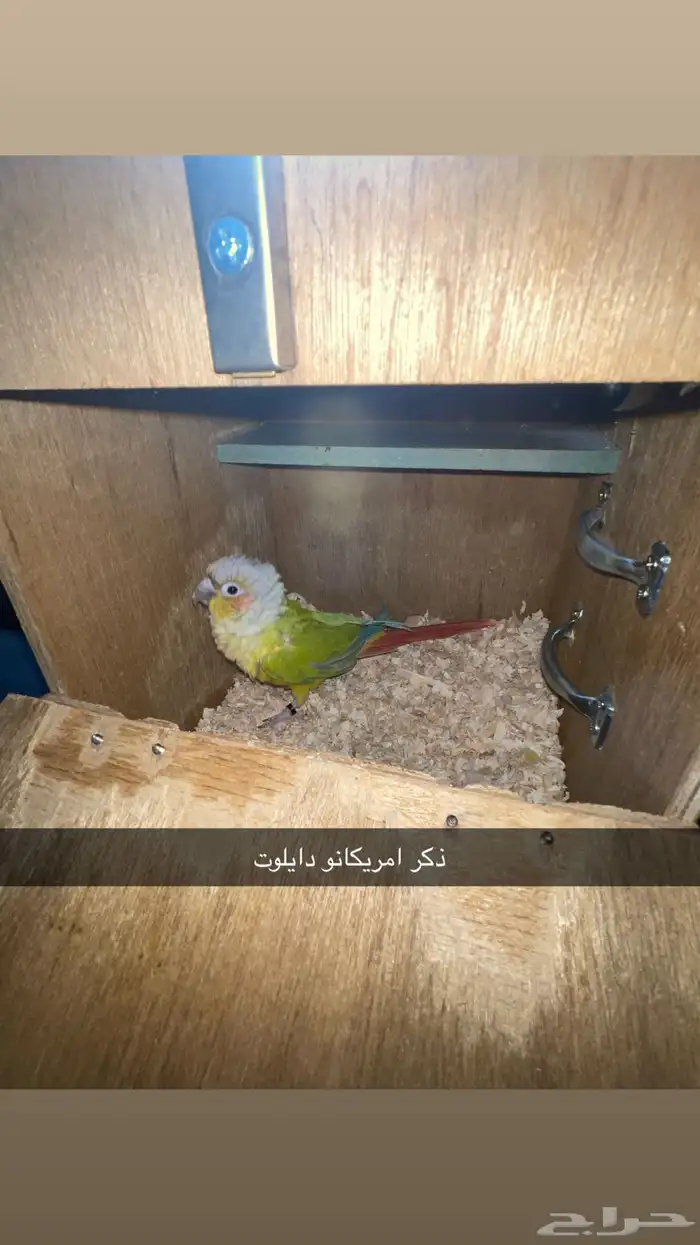 زوجين كنيور و ذكر كنيور 5