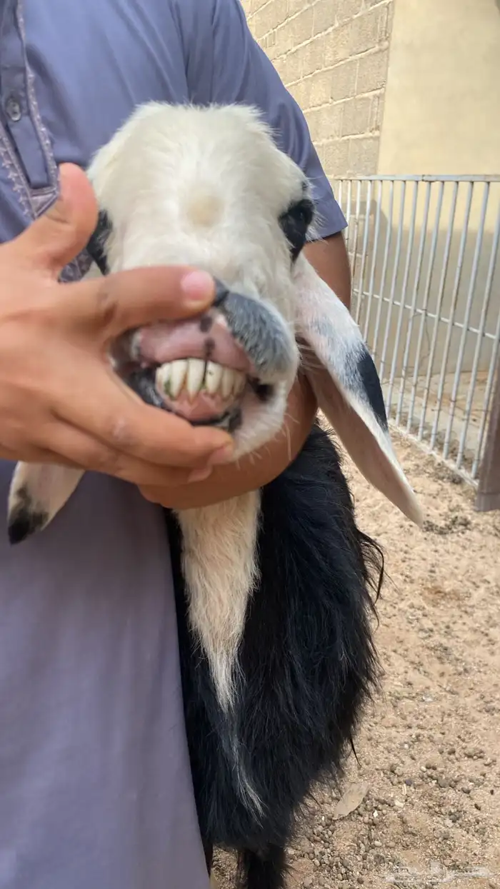 نجديه صنف دافع قريبه 1