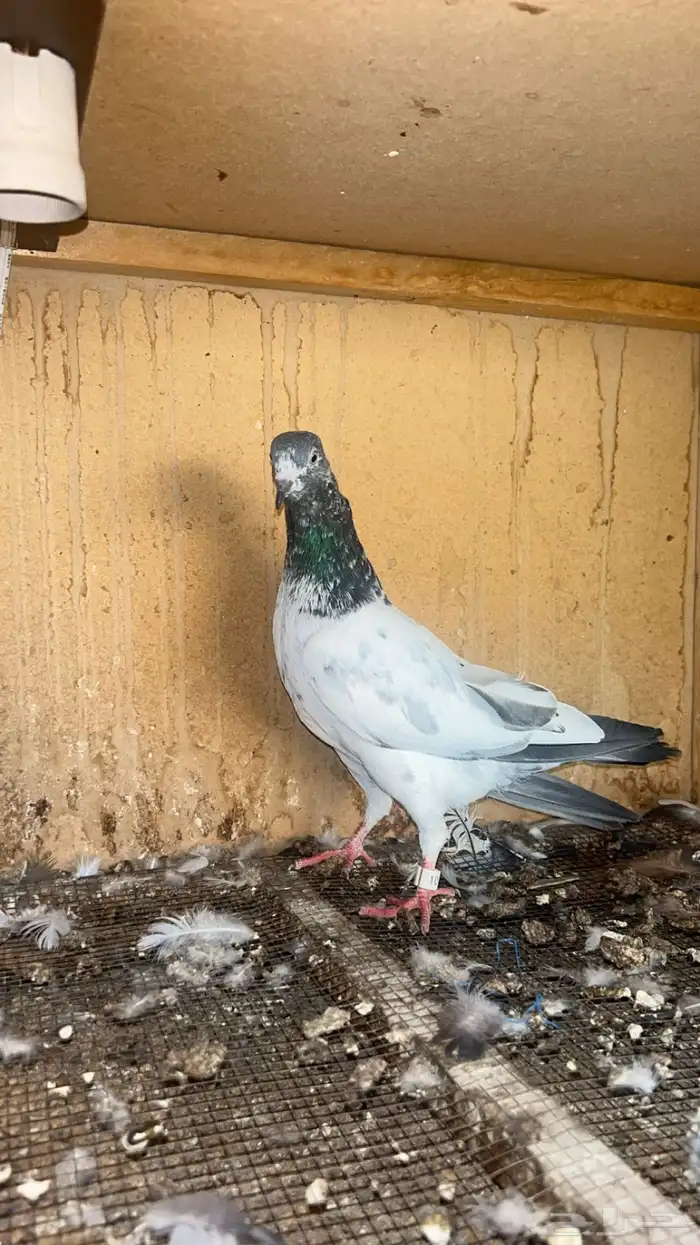 طبات حمام باكستاني للبيع 1
