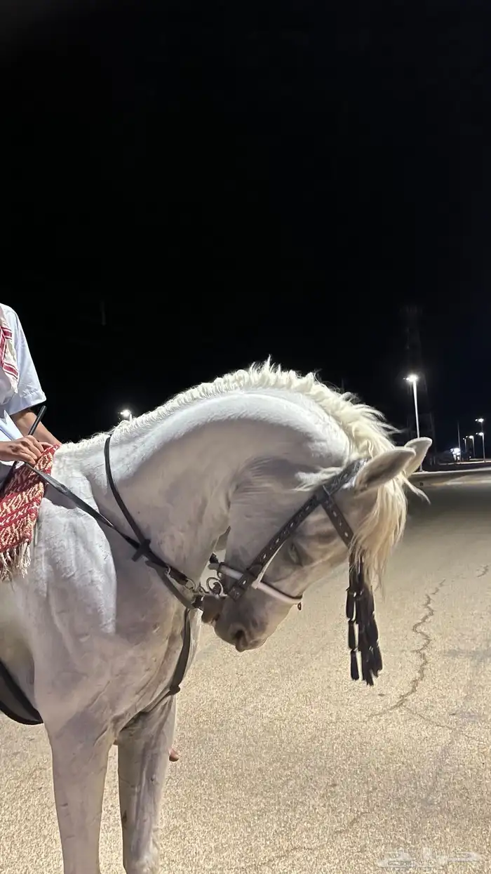 حصان شعبي 0