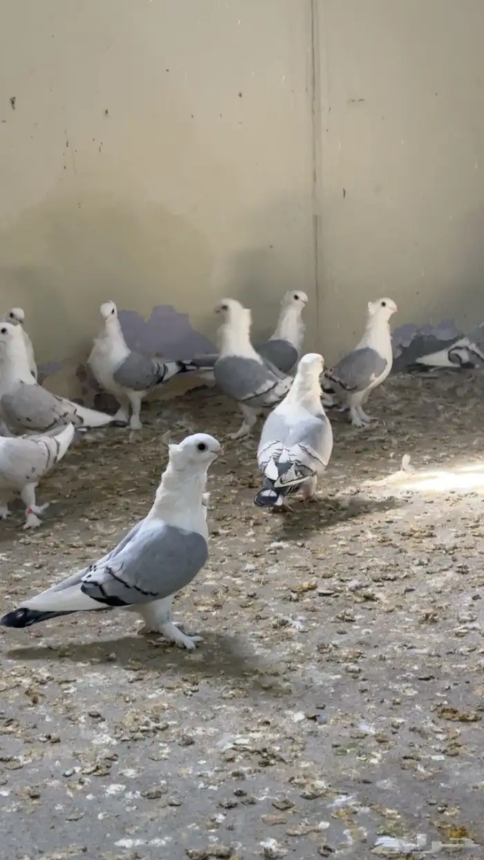 حمام حب الرمان ازرق ومسكي 2