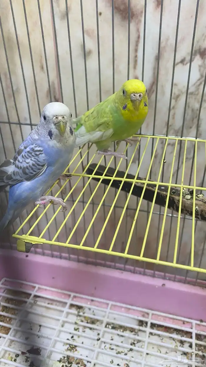 عصافير زينه 2