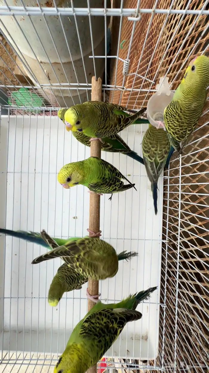 بادجي استرالي احجام طيبه 2