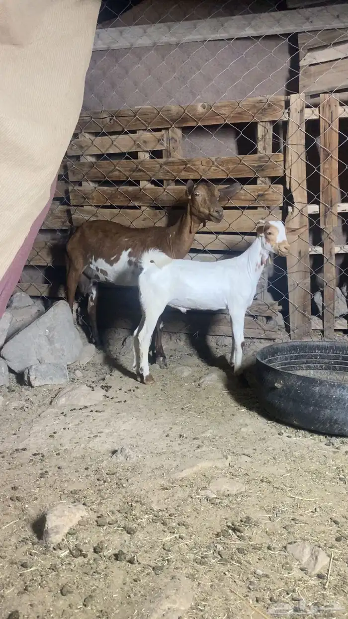 عنز جنوبيه بولدها كبير 1