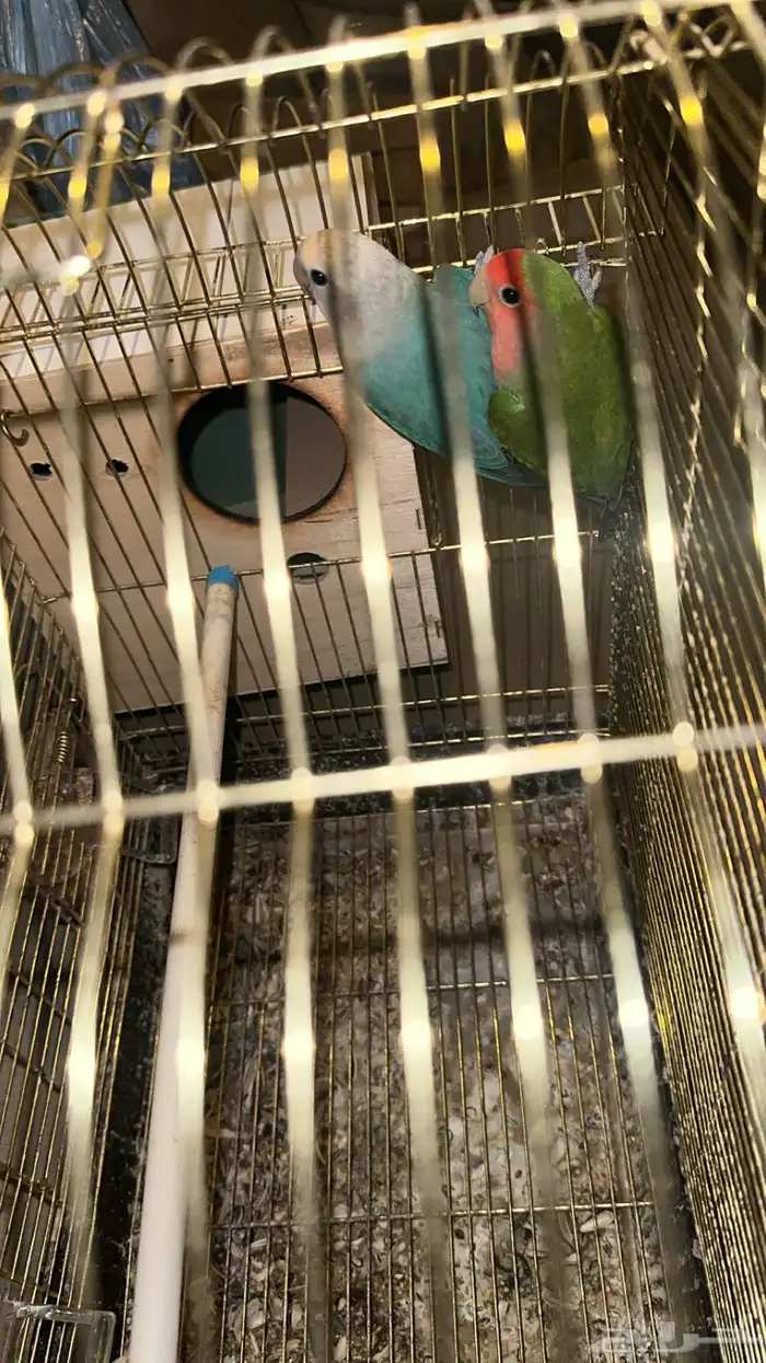 جوز روز مع جميع اغراضه 1