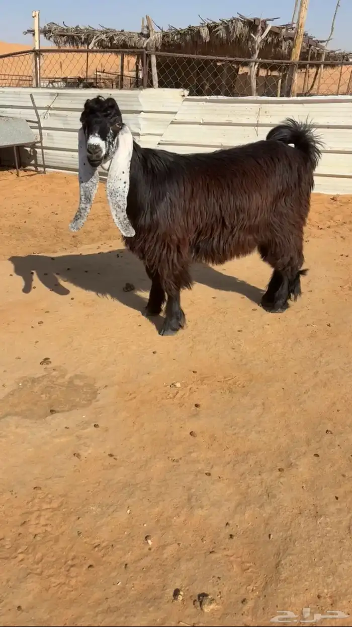 تم البيع 1