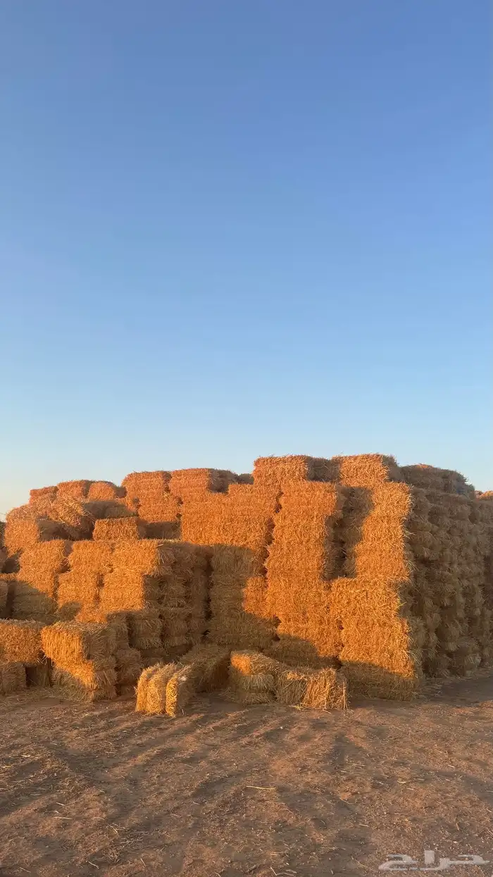 شعير سداسيي مكيس و بلك تبن 4